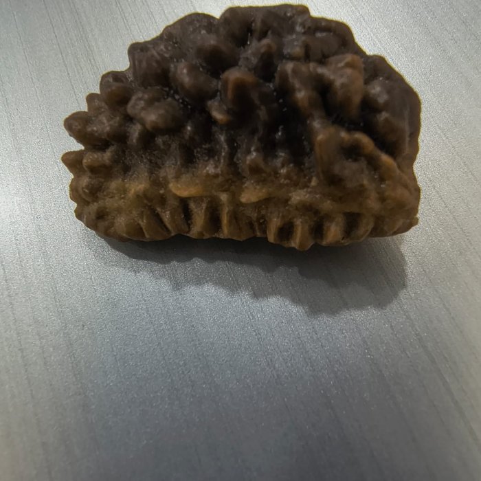 1 mukhi rudraksh without cap