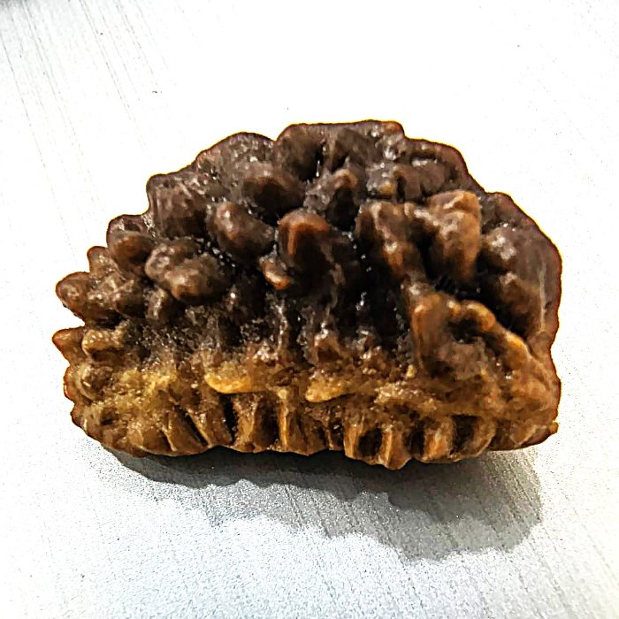 1 mukhi rudraksh without cap