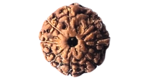 Eight Mukhi Rudraksha