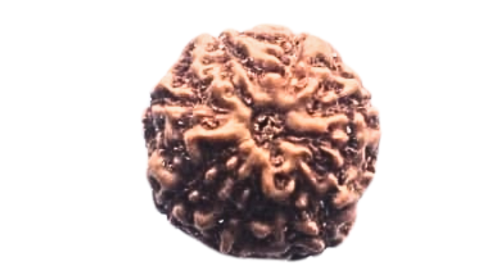 Eight Mukhi Rudraksha