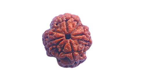 4 Mukhi Rudraksh