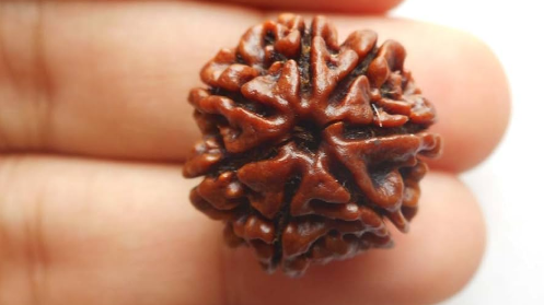 Seven Mukhi Rudraksha