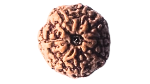 Eight Mukhi Rudraksha