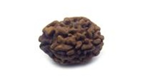 2 Mukhi Rudraksha Nepali