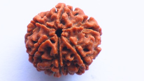 6 Mukhi Rudraksh