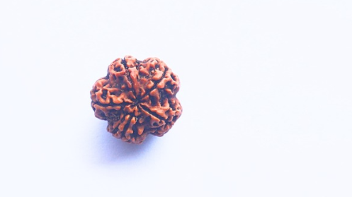 5 Mukhi Rudraksh