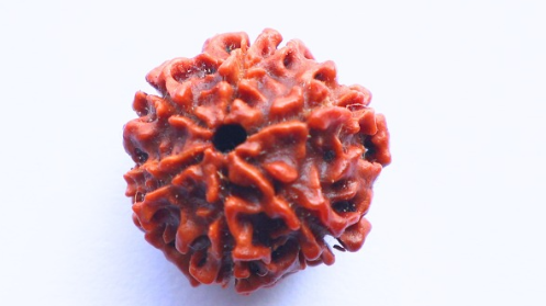 6 Mukhi Rudraksh