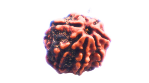 7 MUKHI RUDRAKSHA