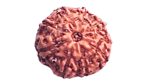 9 Mukhi Rudraksha