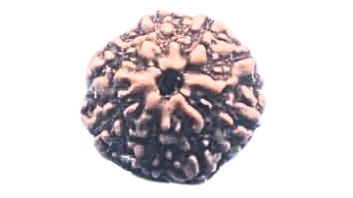 Eight Mukhi Rudraksha