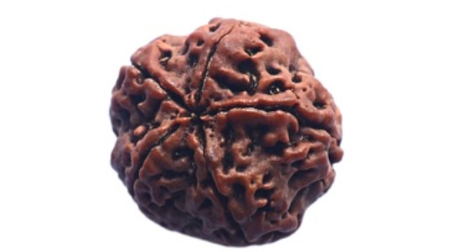 5 Mukhi Rudraksh