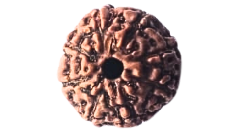 Eight Mukhi Rudraksha