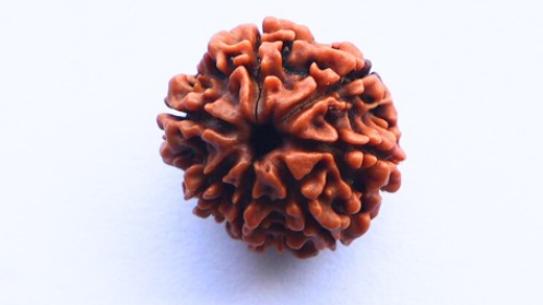 7 MUKHI RUDRAKSHA