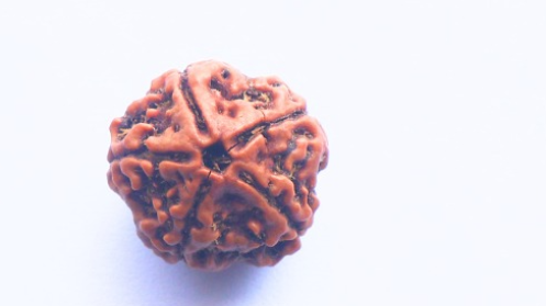 5 Mukhi Rudraksh