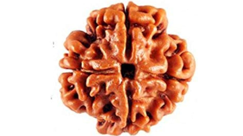 Four Mukhi Rudraksh