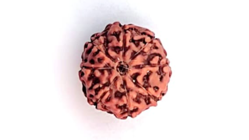 Eight Mukhi Rudraksha