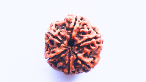 6 Mukhi Rudraksh