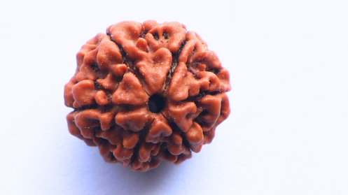 6 Mukhi Rudraksh