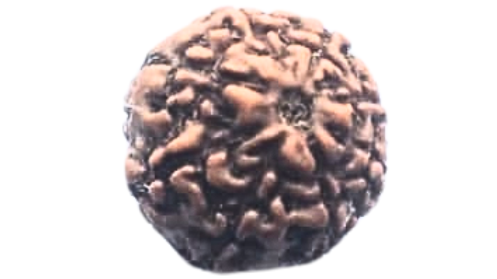 Eight Mukhi Rudraksha