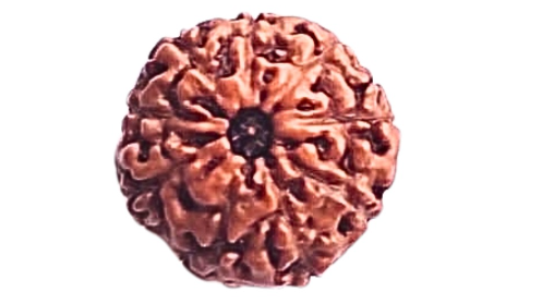 9 Mukhi Rudraksha