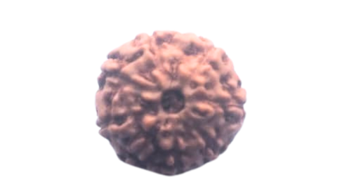 Eight Mukhi Rudraksha