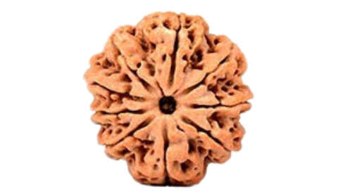 9 Mukhi Rudraksha
