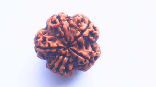 5 Mukhi Rudraksh