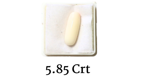 WHITE CORAL
