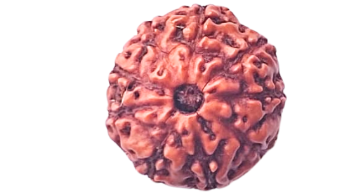 9 Mukhi Rudraksha