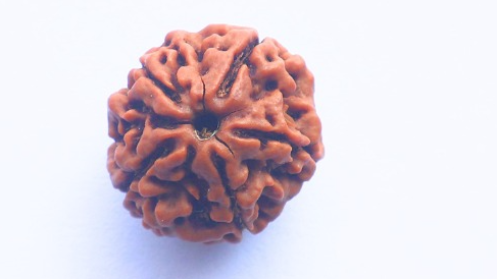 5 Mukhi Rudraksh