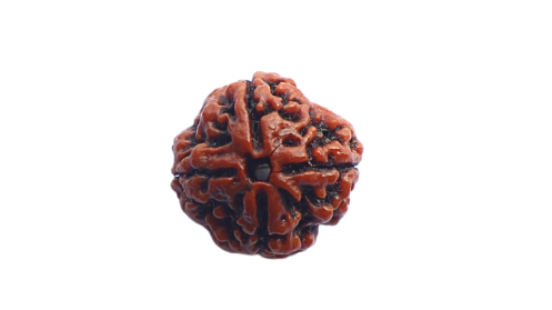 4 Mukhi Rudraksh