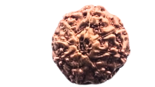 Eight Mukhi Rudraksha