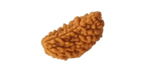 1 Mukhi Rudraksh