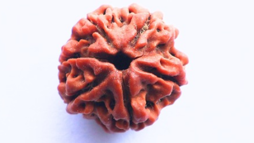6 Mukhi Rudraksh