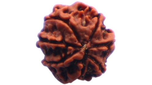 7 MUKHI RUDRAKSHA
