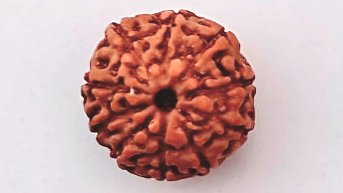 10 Mukhi Rudraksha