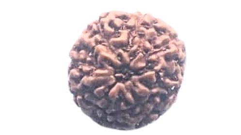 Eight Mukhi Rudraksha