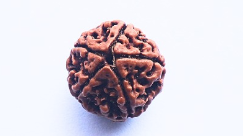 5 Mukhi Rudraksh