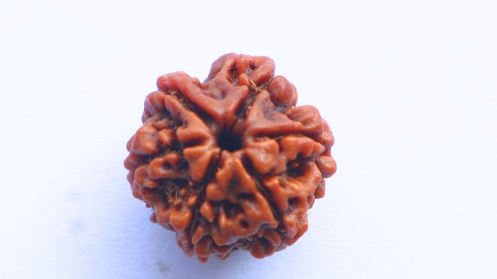 6 Mukhi Rudraksh