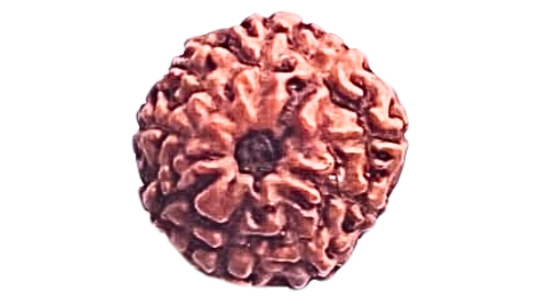 9 Mukhi Rudraksha