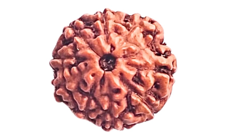 9 Mukhi Rudraksha