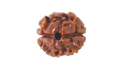 2 Mukhi Rudraksh