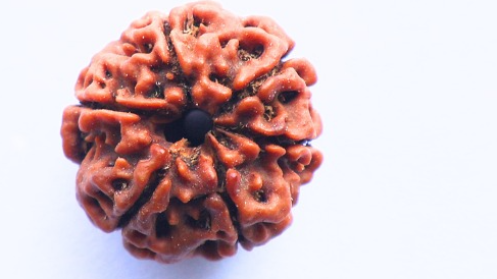 6 Mukhi Rudraksh