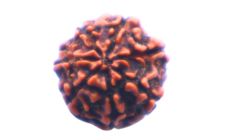7 MUKHI RUDRAKSHA