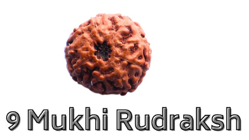 9 Mukhi Rudraksha