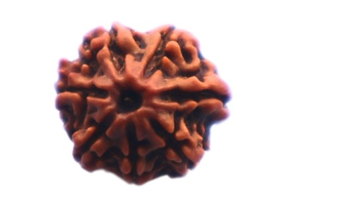 7 MUKHI RUDRAKSHA
