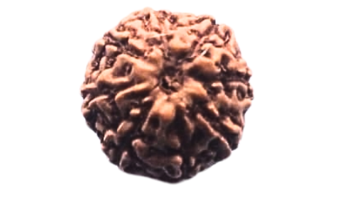 Eight Mukhi Rudraksha