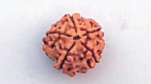 5 Mukhi Rudraksh