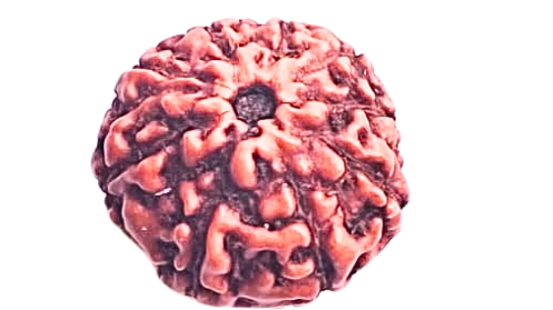 9 Mukhi Rudraksha
