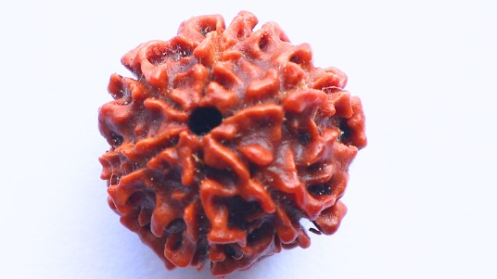 6 Mukhi Rudraksh